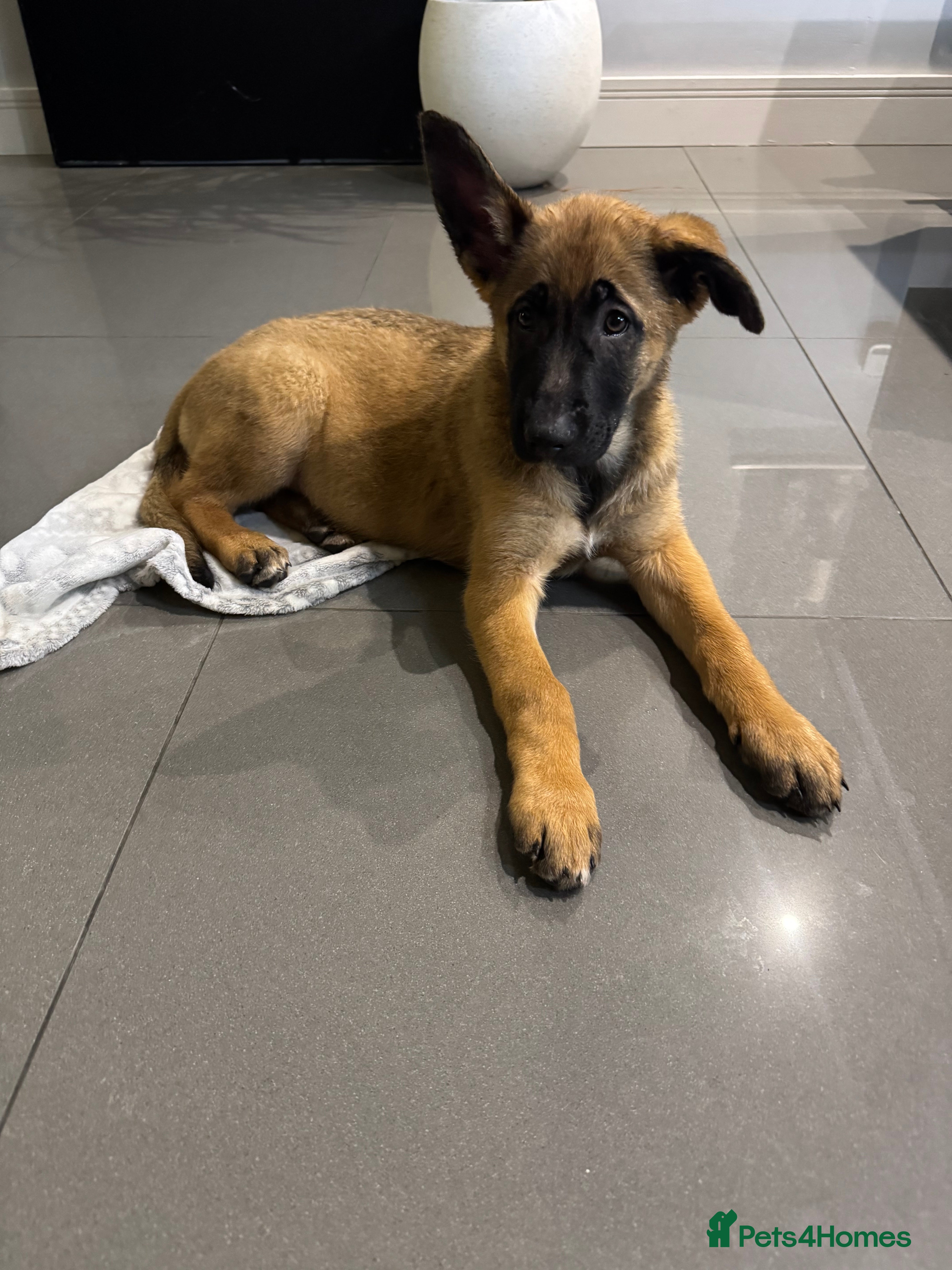 Mixed Breed dogs Belgian Malinois x German shepherd - Advert 8