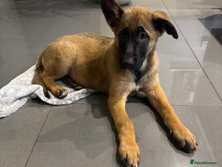 Mixed Breed dogs Belgian Malinois x German shepherd - Advert 8