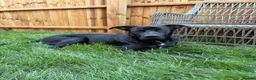 Mixed Breed dogs for sale: Rex 9 Months Old in March - Advert 5