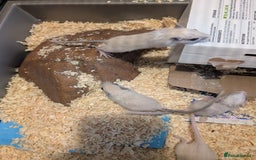 Gerbil rodents for sale: Baby gerbils mixed sex - Image 8