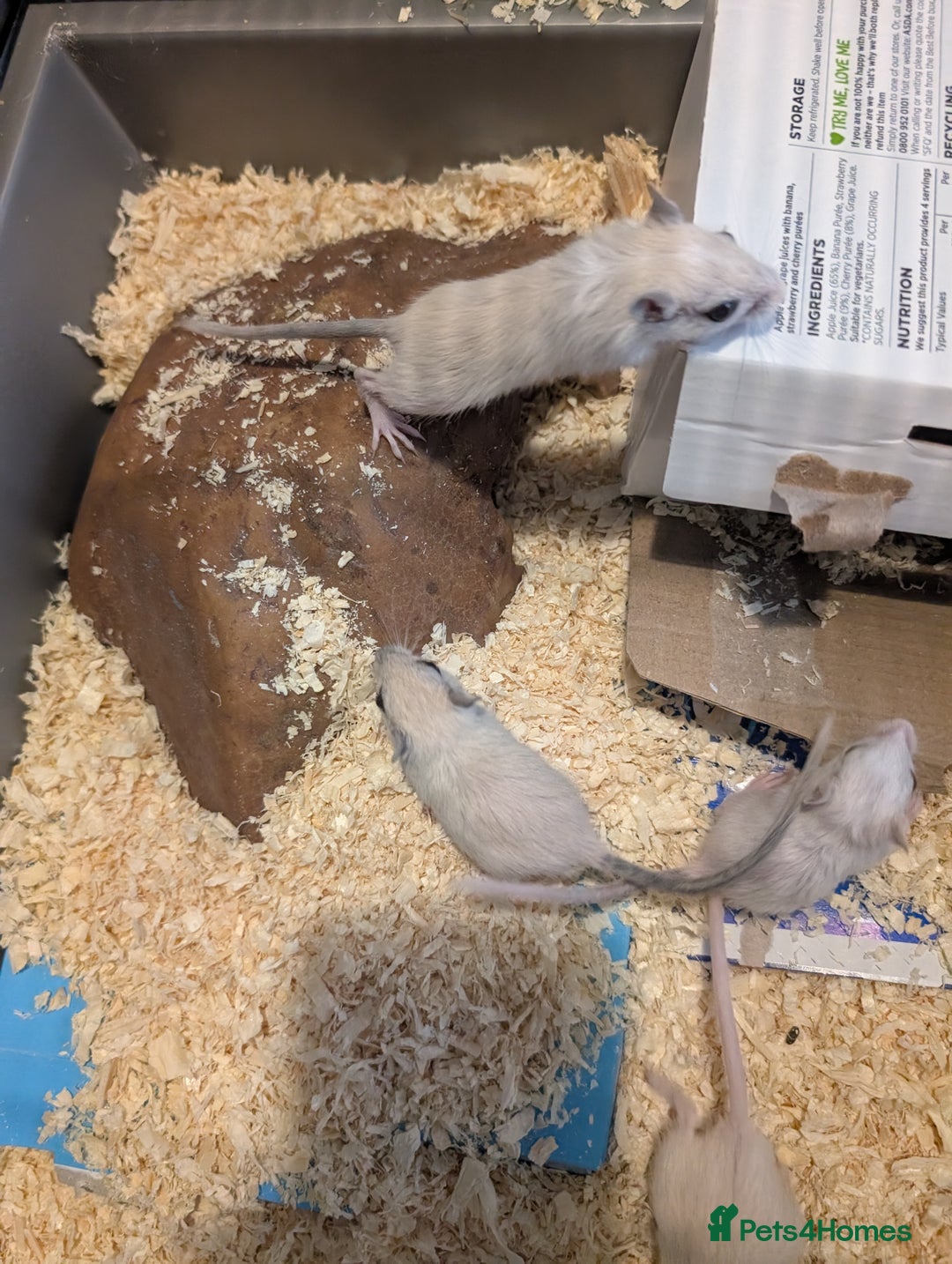 Gerbil rodents for sale: Baby gerbils mixed sex - Image 8