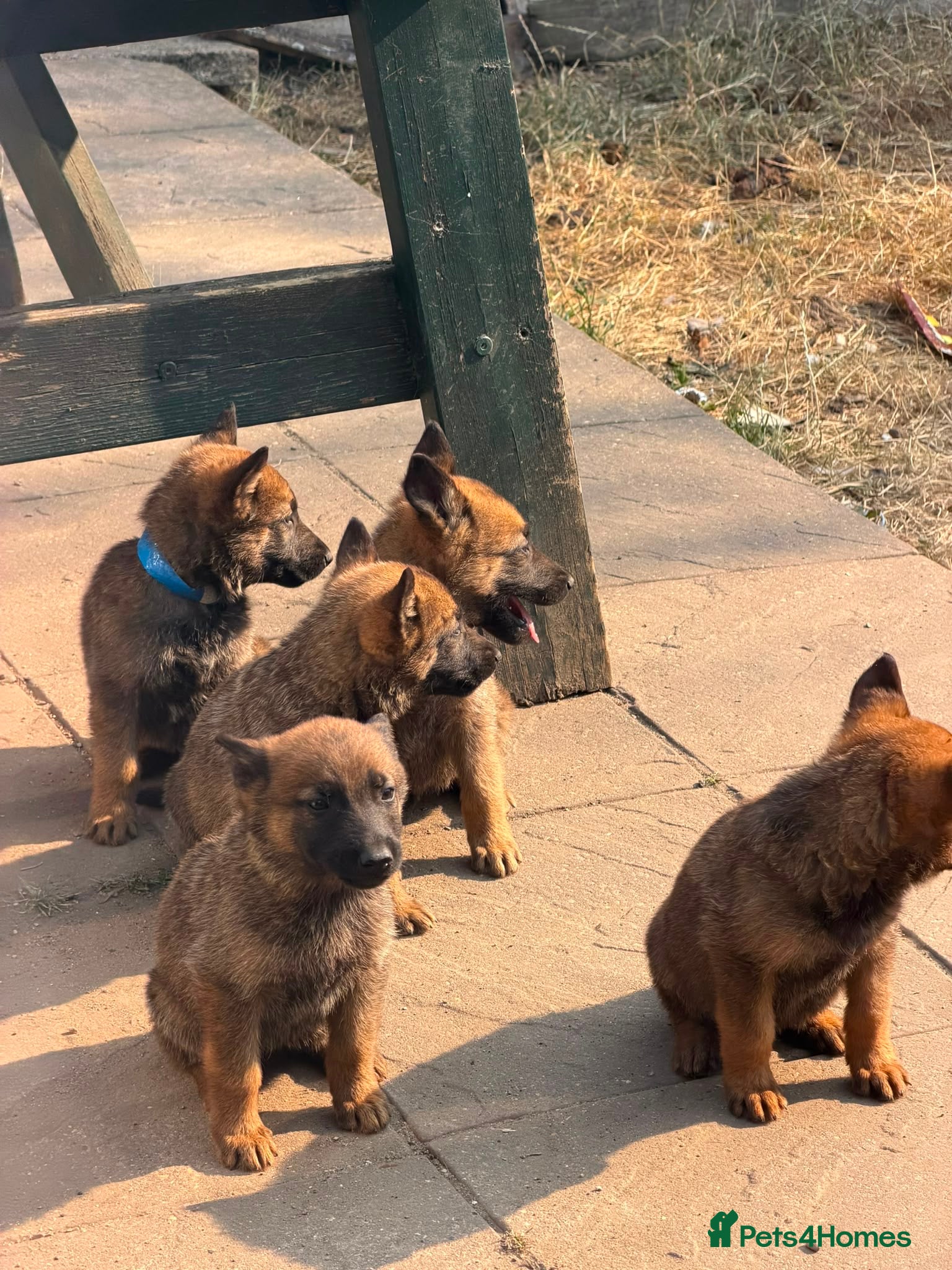 German Shepherd dogs Working German Shepherd x belgian malinois Puppies - Advert 1