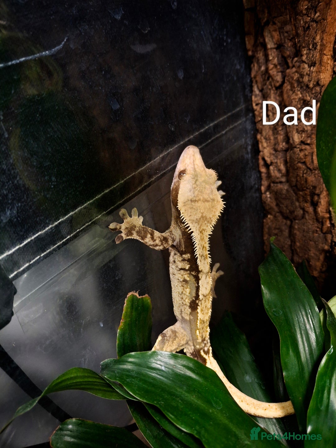 Gecko reptiles for sale: Baby crested geckos  in Doncaster - Image 15