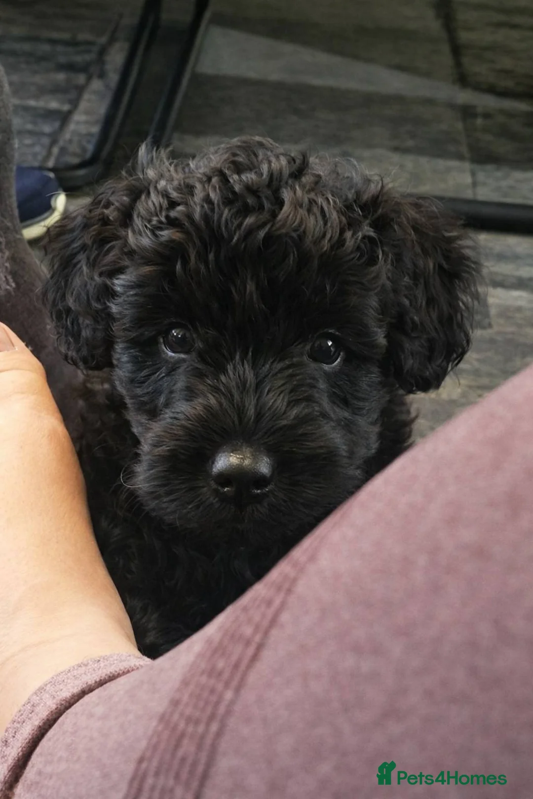 Bordoodle dogs for sale: The most wonderful Bordoodle puppies in the land! - Advert 11