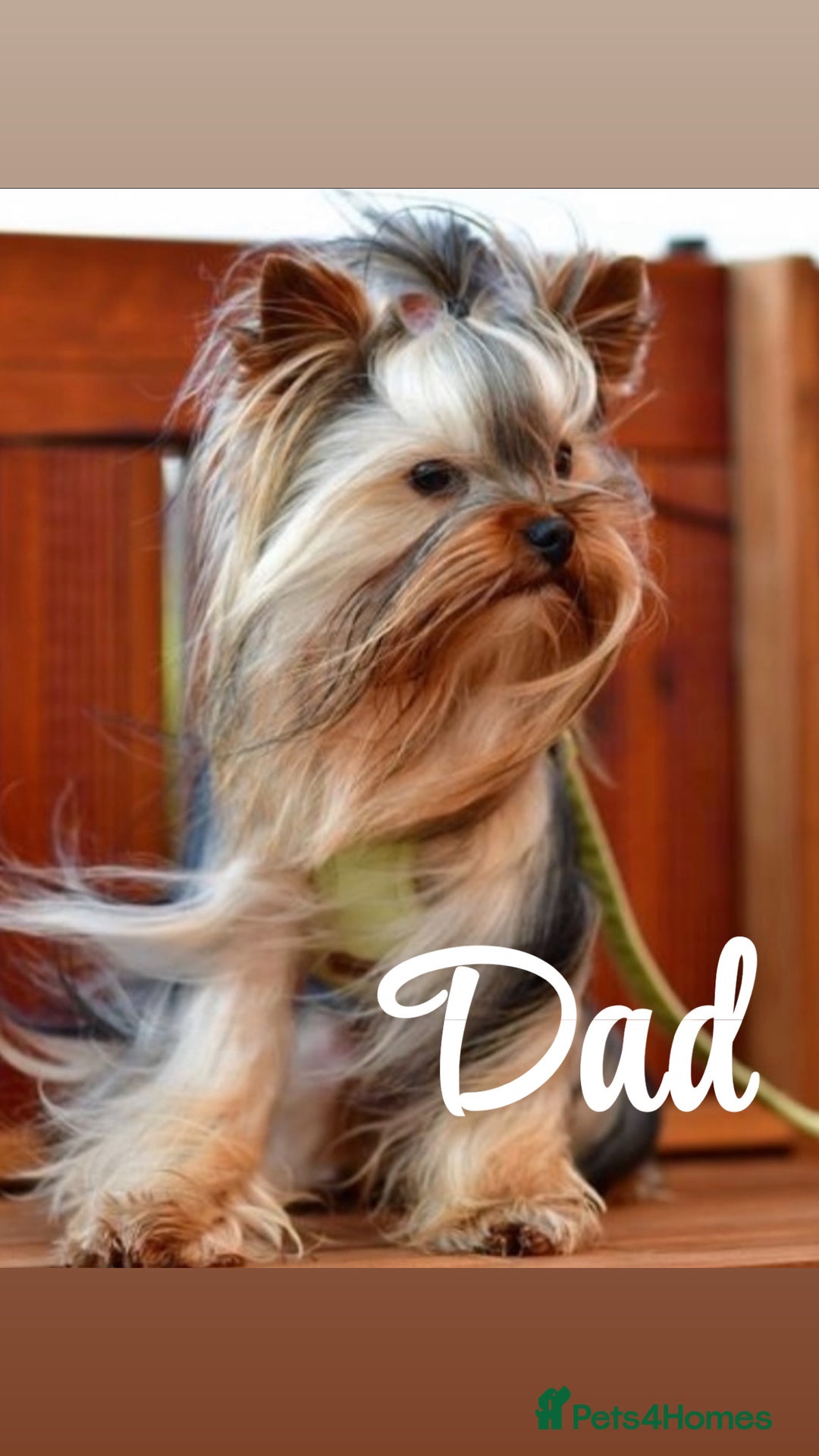 Yorkshire Terrier dogs for sale: Beautiful pure Yorkshire terriers puppy’s  - Advert 3