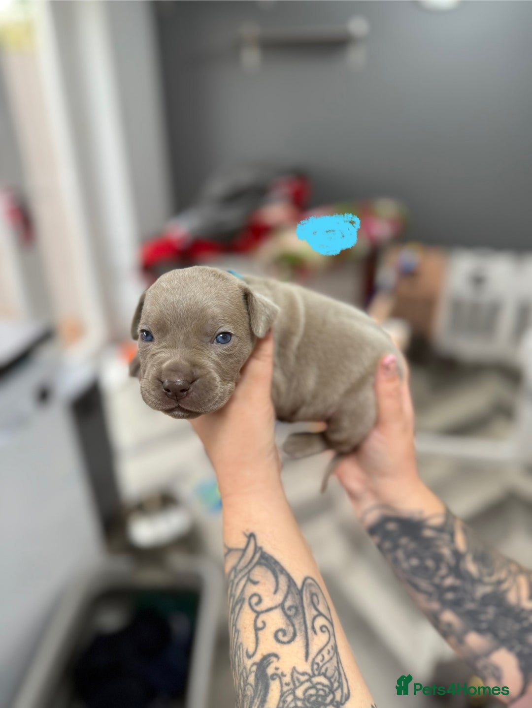 Mixed Breed dogs for sale: staffy x cane corso  - Image 1