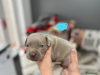 Mixed Breed dogs - Advert 17