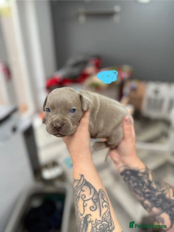 Mixed Breed dogs - Advert 15
