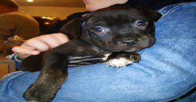 Staffordshire Bull Terrier dogs - Advert 1