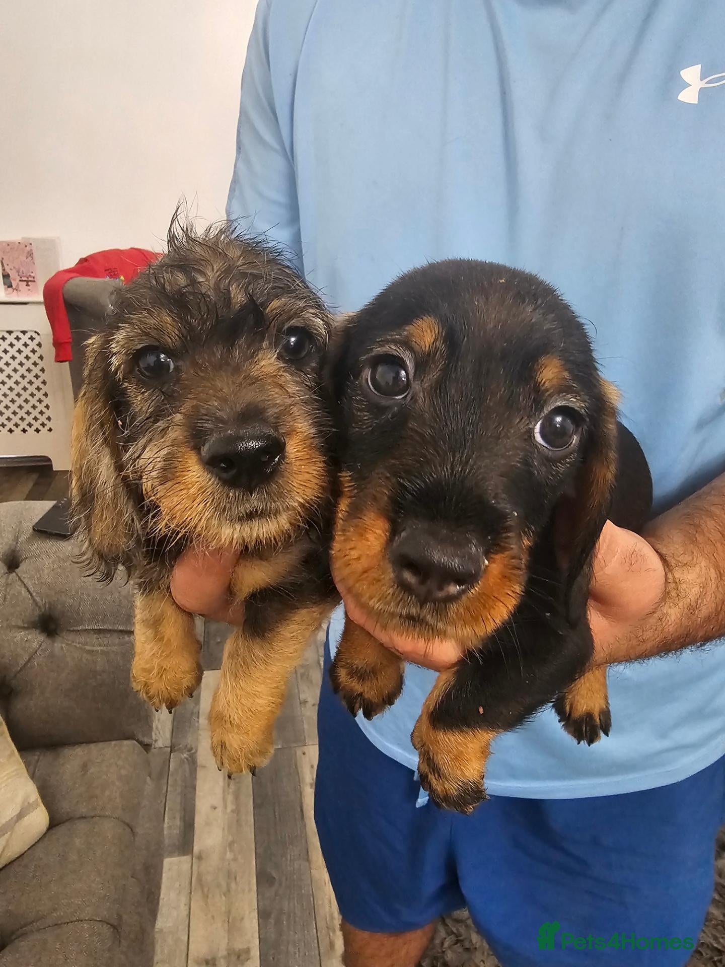 Dachshund dogs Wirehaired dachshund pups - Advert 1