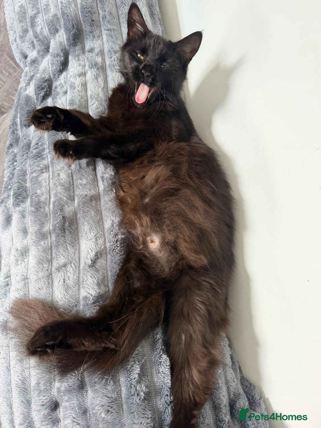 Maine Coon cats for sale: Maine coon x Bombay x Tabby - Advert 1