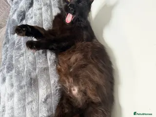 Maine Coon cats Maine coon x Bombay x Tabby - Advert 1