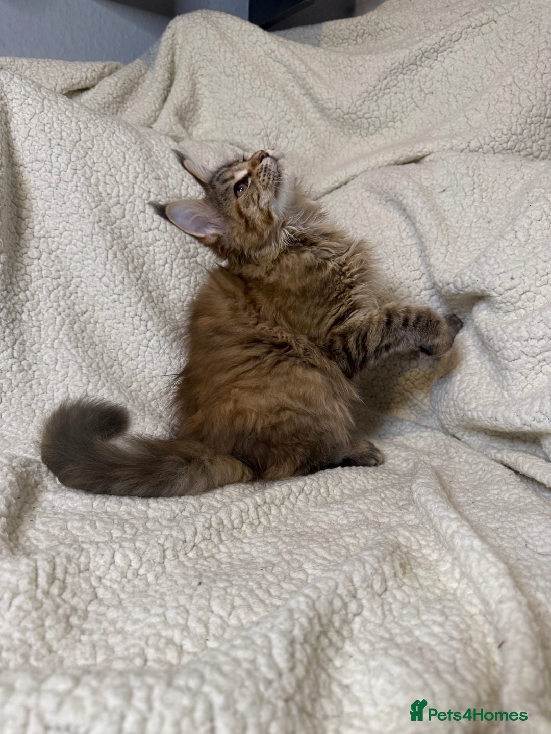 Maine Coon cats for sale: Stunning Maine Coon kittens - Image 11
