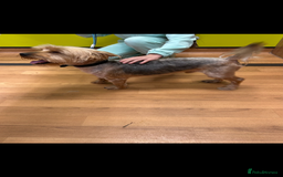 Mixed Breed dogs for sale: Yorkshire Terrier x jack Russel  - Image 7