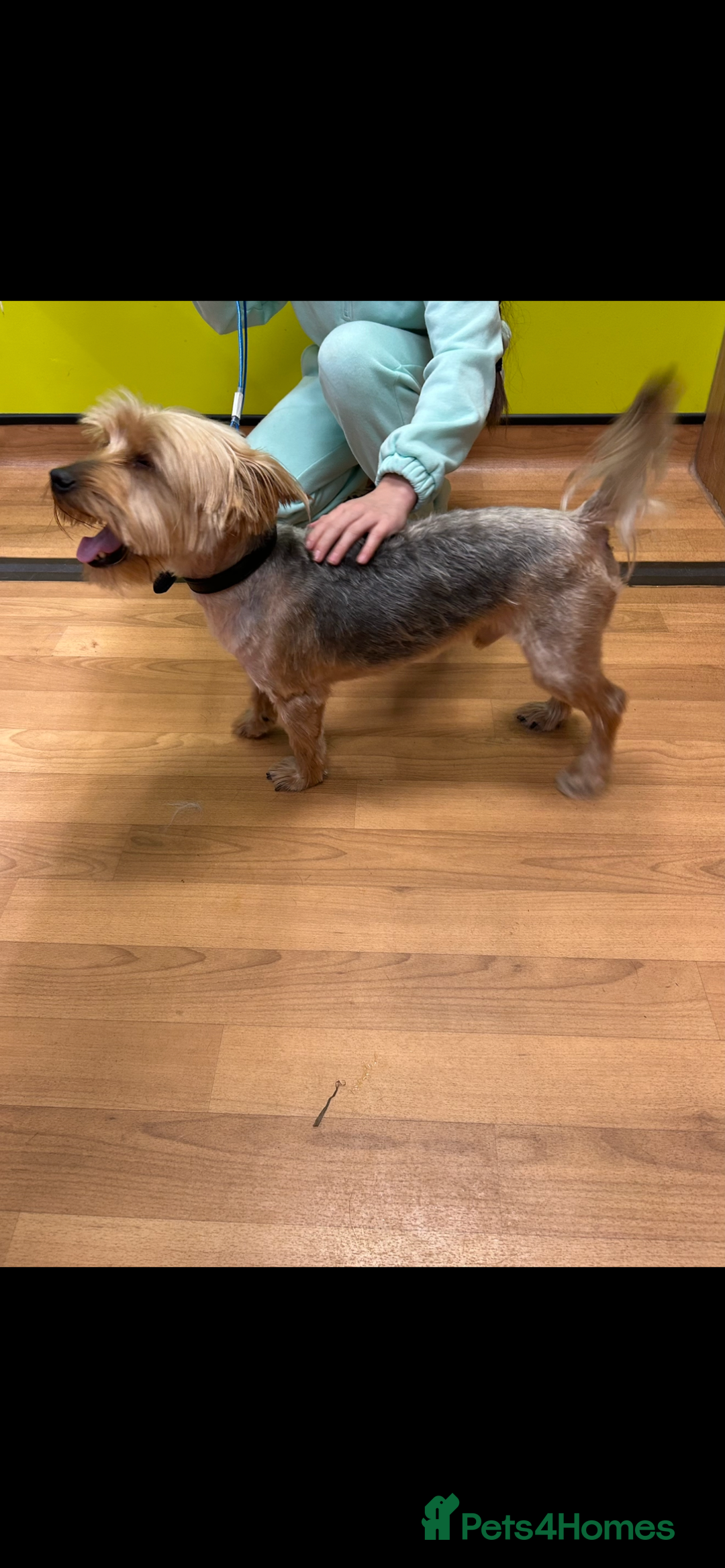 Mixed Breed dogs for sale: Yorkshire Terrier x jack Russel  - Image 7