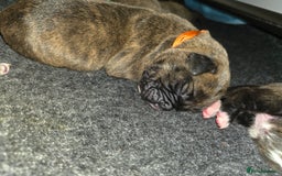 Boxer dogs for sale: Beautiful Boxer cross - Image 18