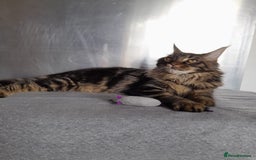 Maine Coon cats for sale: two girl with 5 pedigree maine coon - Image 11