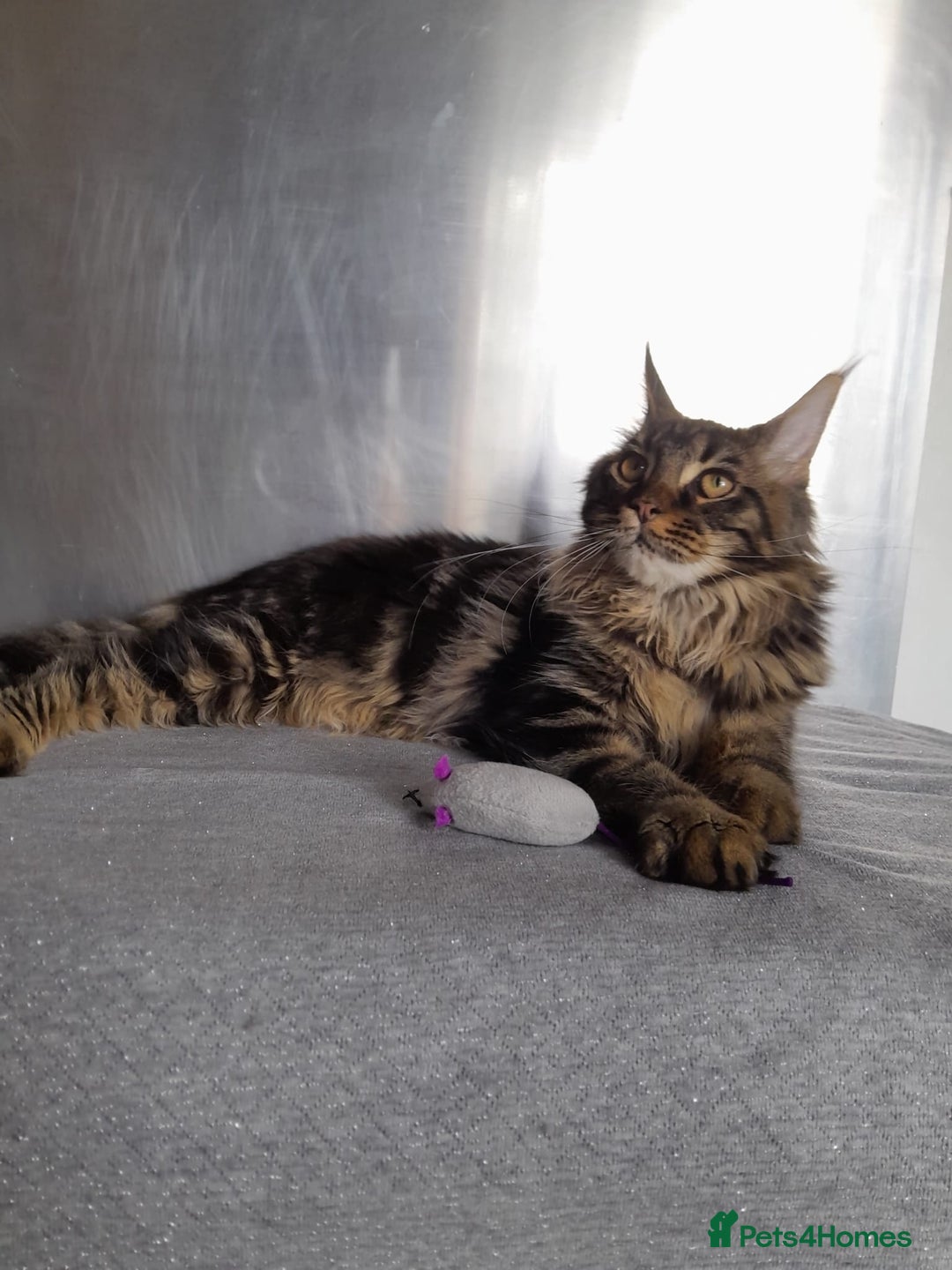 Maine Coon cats for sale: two girl with 5 pedigree maine coon - Image 11