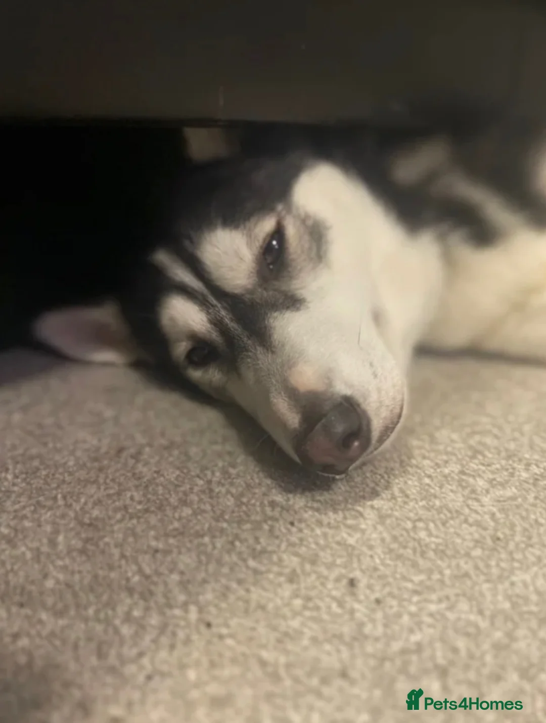 Siberian Husky dogs for sale: Siberian husky - Advert 14