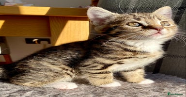 Mixed Breed cats - Advert 5