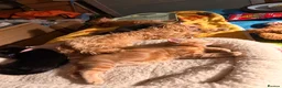 Persian cats for sale: Persian cross Kittens looking for Loving Homes 🐾 - Advert 23