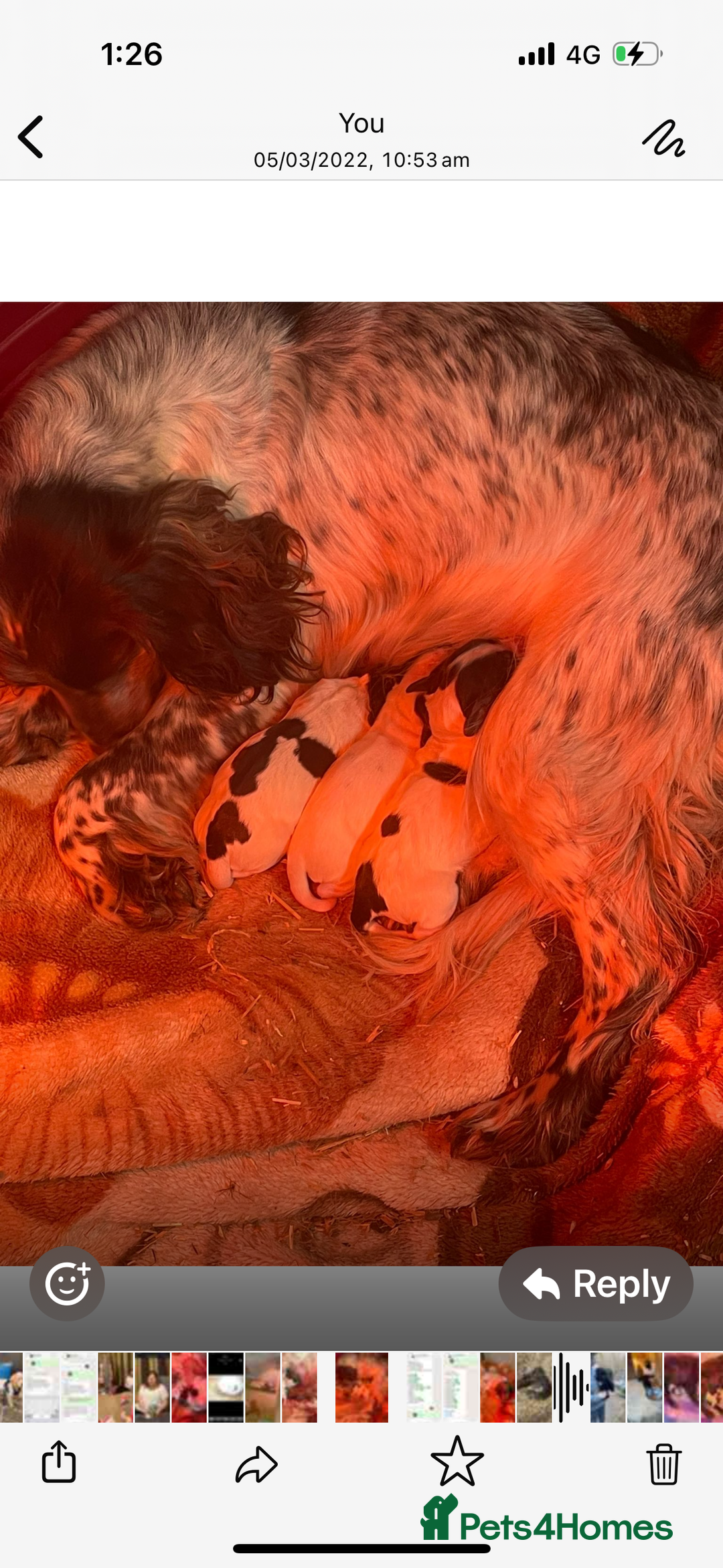 Cocker Spaniel dogs for sale: Cocker spaniel girls for sale - Image 4
