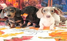 Miniature Dachshund dogs for sale: Fully vac RAINBOW MIX MINI DAXI KC REG PRA CLR - Image 1