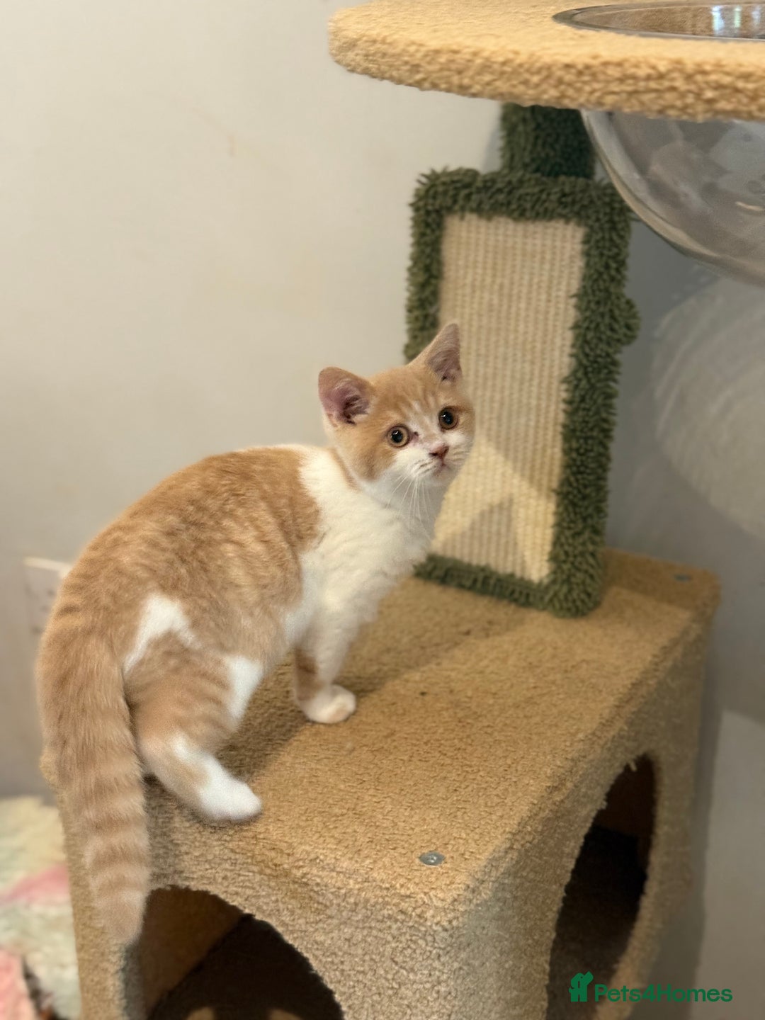 British Shorthair cats for sale: Top quality GCCF reg BSH grand champion lines - Image 19