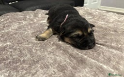 Mixed Breed dogs for sale: Beautiful German shepherd puppies for sale  - Image 9