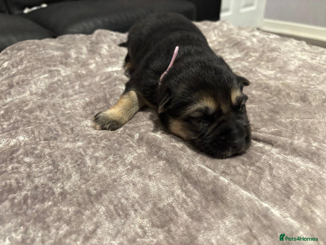 Mixed Breed dogs for sale: Beautiful German shepherd puppies for sale  - Image 9