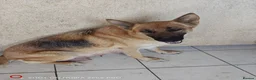 German Shepherd dogs for sale: Sheperd germany puppy - Advert 6