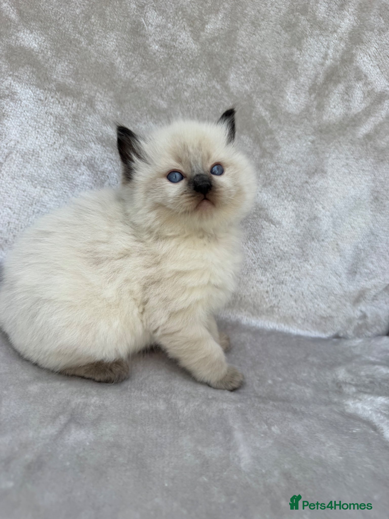 Ragdoll cats 🏆gccf male ragdoll kitten - Grch mother 🥇🐾 - Advert 1