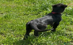 Mixed Breed dogs for adoption: TARMAC - a handsome young boy for a Loving Home - Image 18