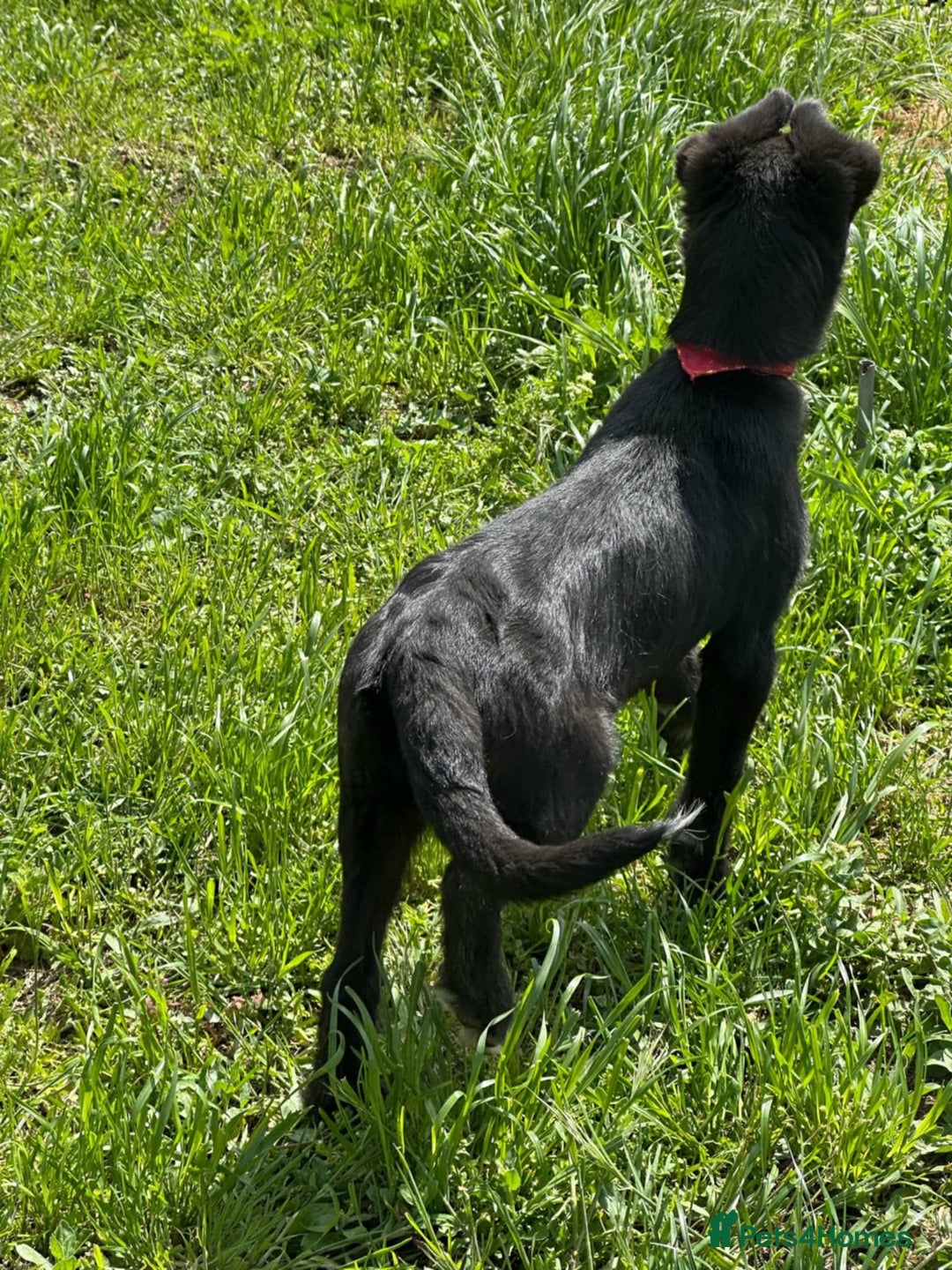 Mixed Breed dogs for adoption: TARMAC - a handsome young boy for a Loving Home - Image 18