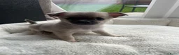 Chihuahua dogs for stud: Gizmo chihuahua stud in Worcester - Advert 9