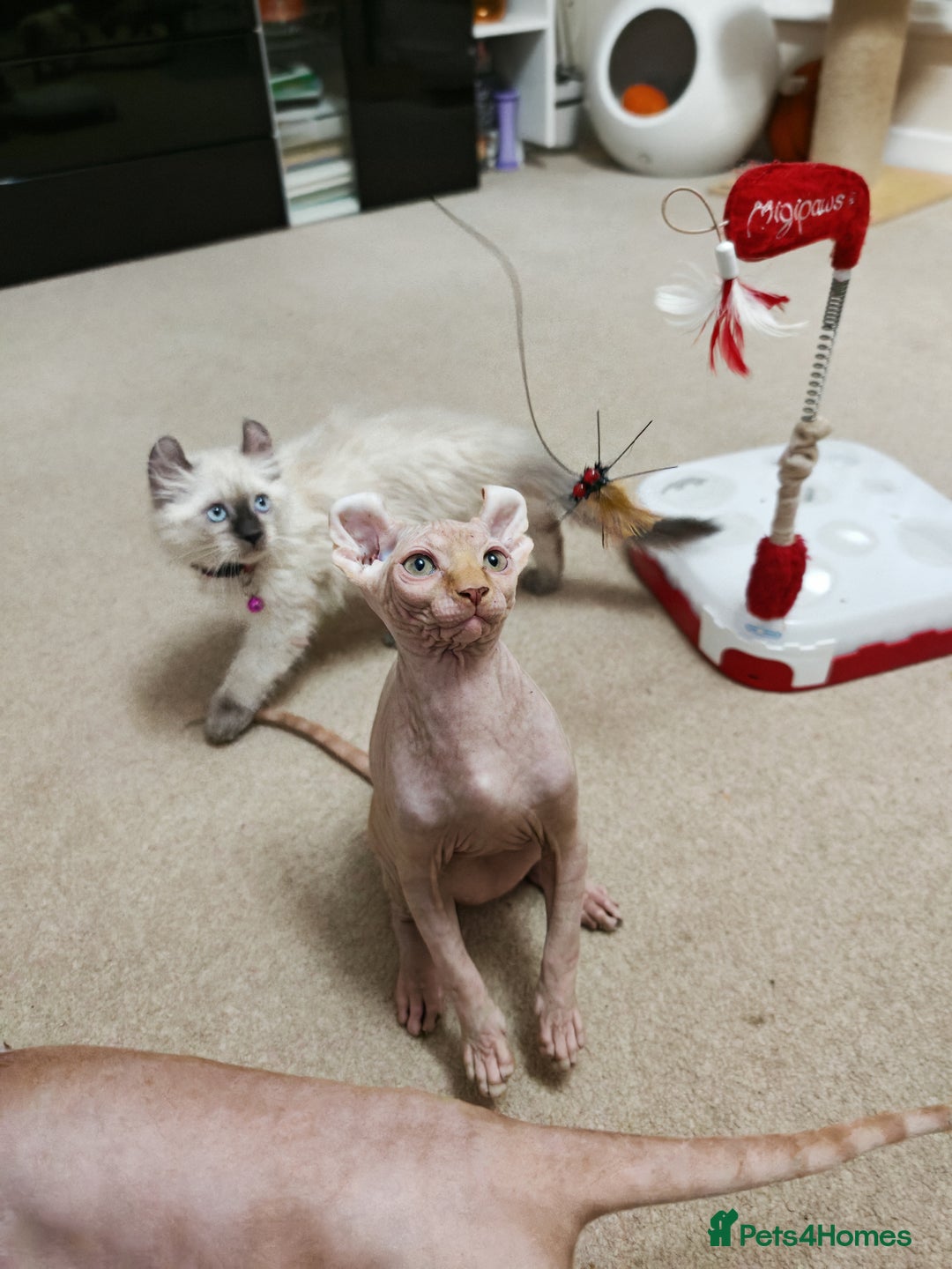 Sphynx cats for sale: 2 Ginger Unique Elf Boys left! READY NOW - Advert 20