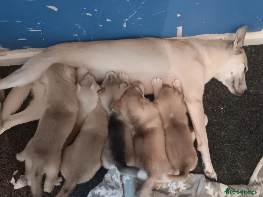 Siberian Husky dogs for sale: Last boy of a litter of 6 - Advert 4