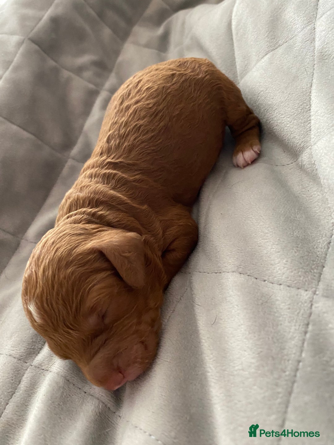 Cockapoo dogs for sale: F1b cockapoo video call viewings available  - Advert 4