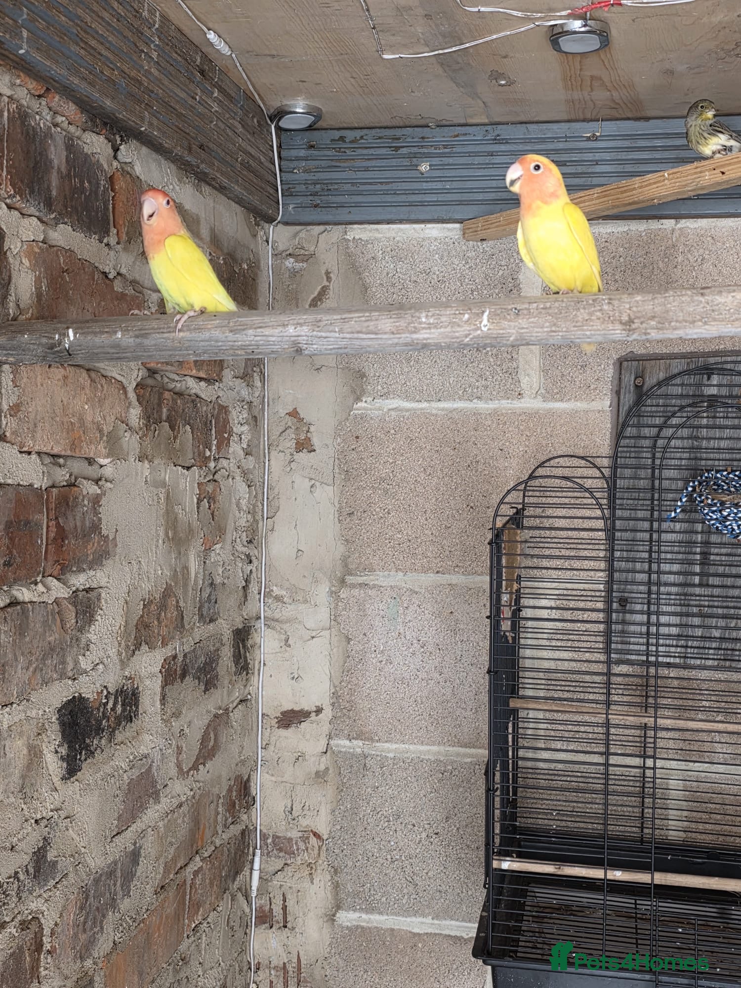 Parrots birds for sale: Pair of love birds - Advert 4