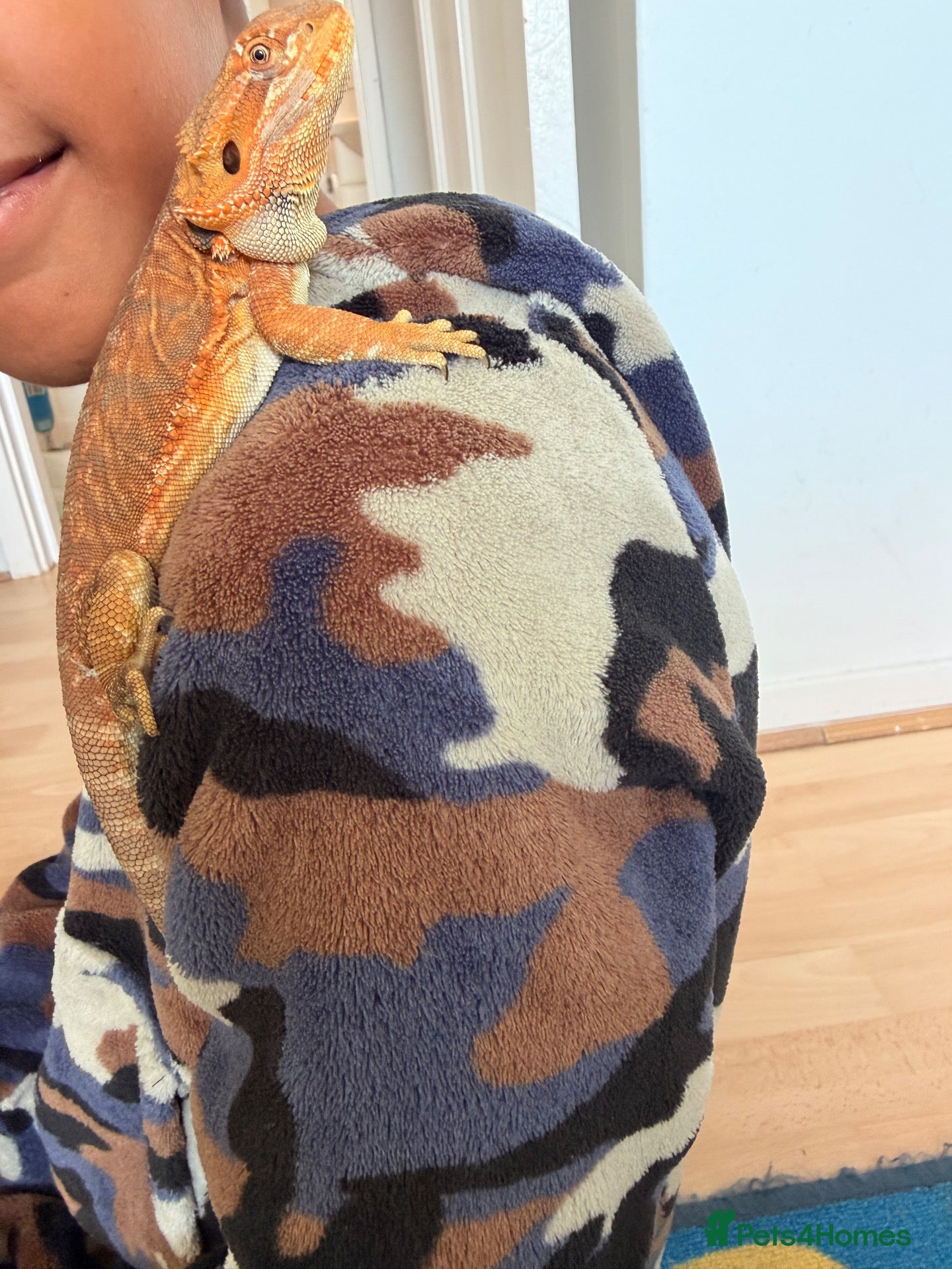 Bearded Dragon reptiles Bearded dragon  - Advert 3