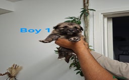 German Shepherd dogs for sale: German shepherd pups 🐶  - Image 4