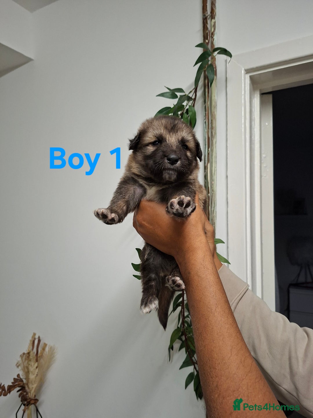 German Shepherd dogs for sale: German shepherd pups 🐶  - Image 4