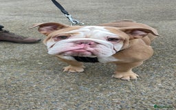 English Bulldog dogs for sale: English bulldog puppies  - Advert 3