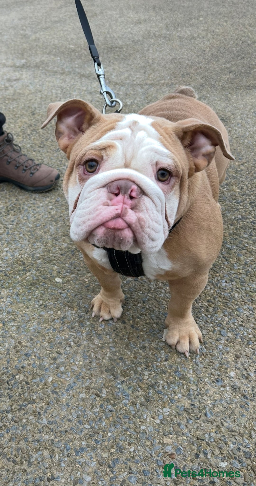 English Bulldog dogs for sale: English bulldog puppies  - Advert 3