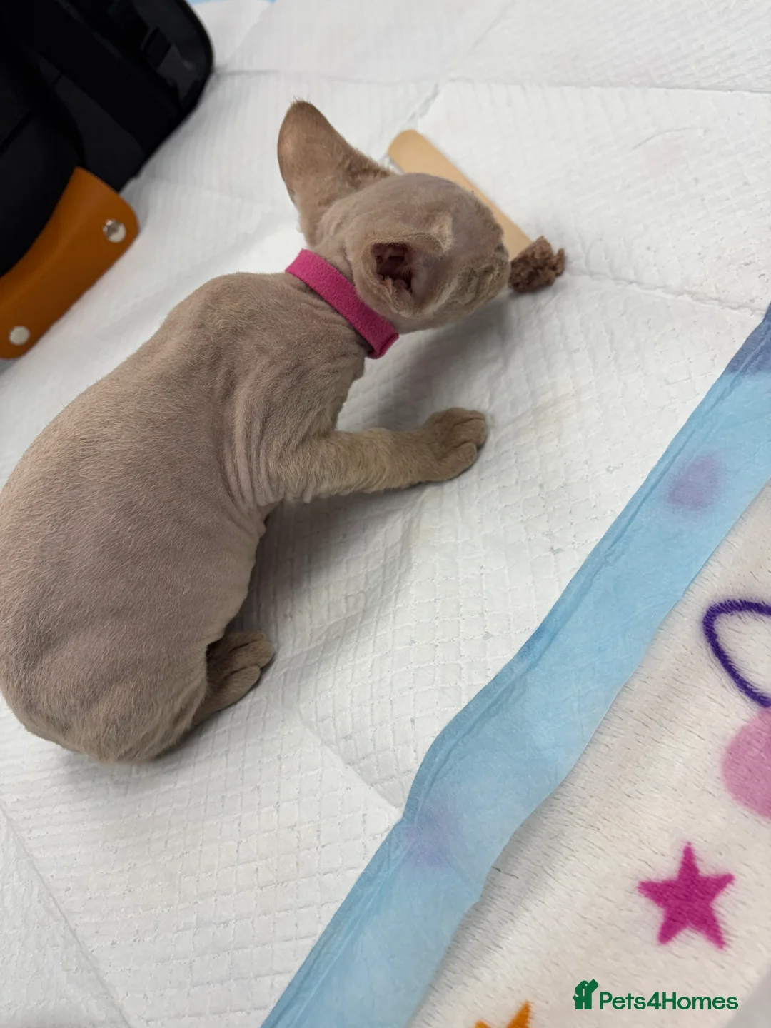 Devon Rex cats for sale: Price Reduced!TICARegisteredDevonRex lilac kittens - Advert 2