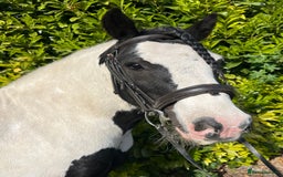 Irish Cob horses for sale: Chunky full up 12.3 cob gelding  in Peterborough - Image 4