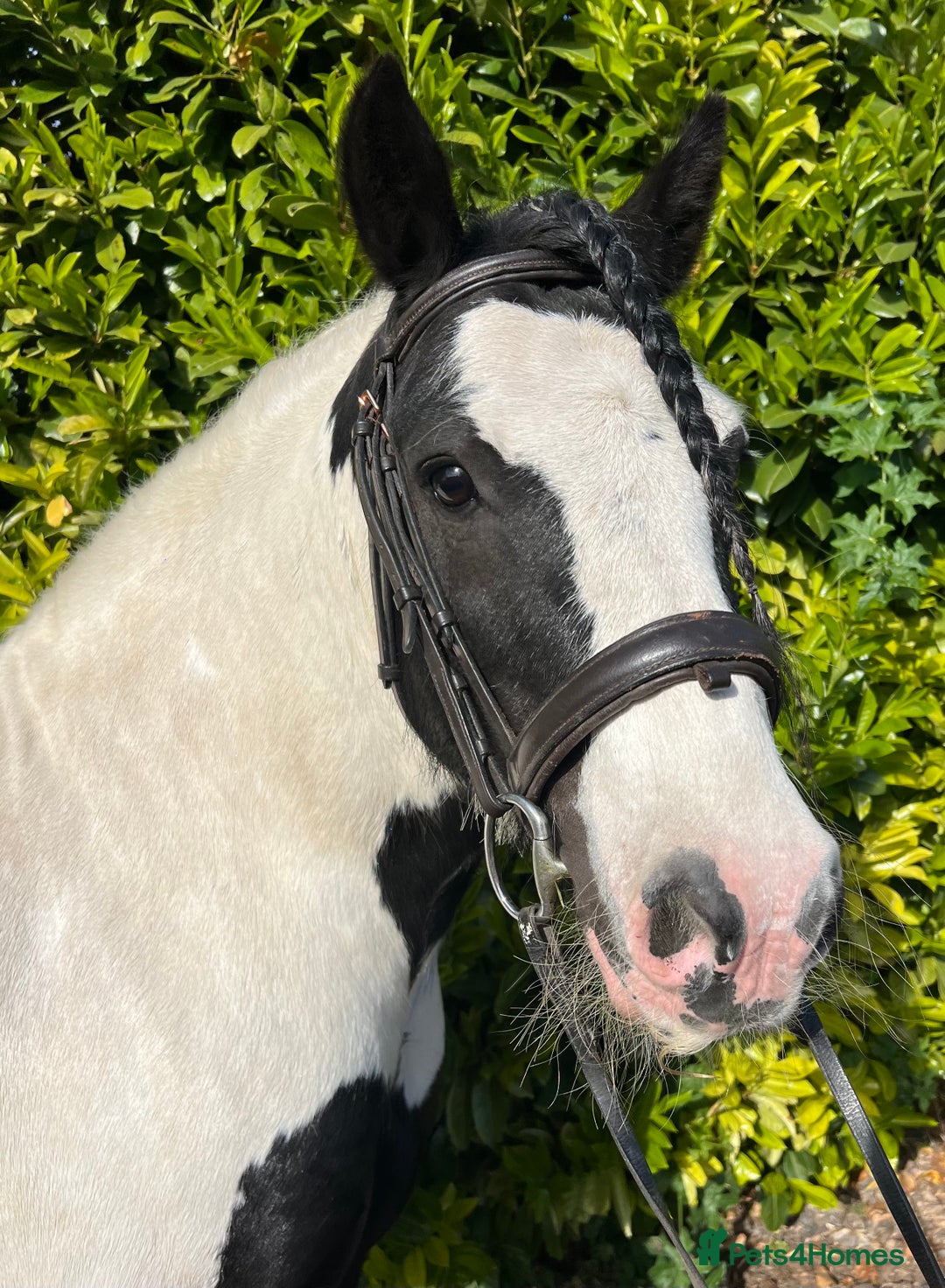 Irish Cob horses for sale: Chunky full up 12.3 cob gelding  in Peterborough - Image 4