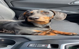 Dachshund dogs for sale: Daschund  - Image 20