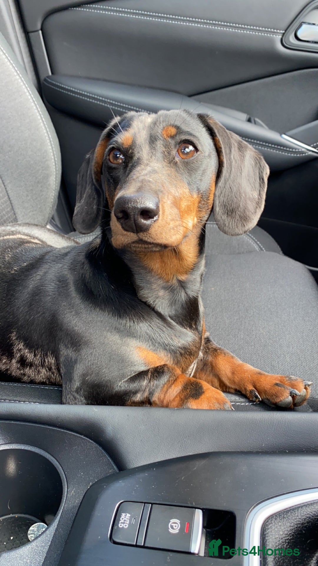 Dachshund dogs for sale: Daschund  - Image 20