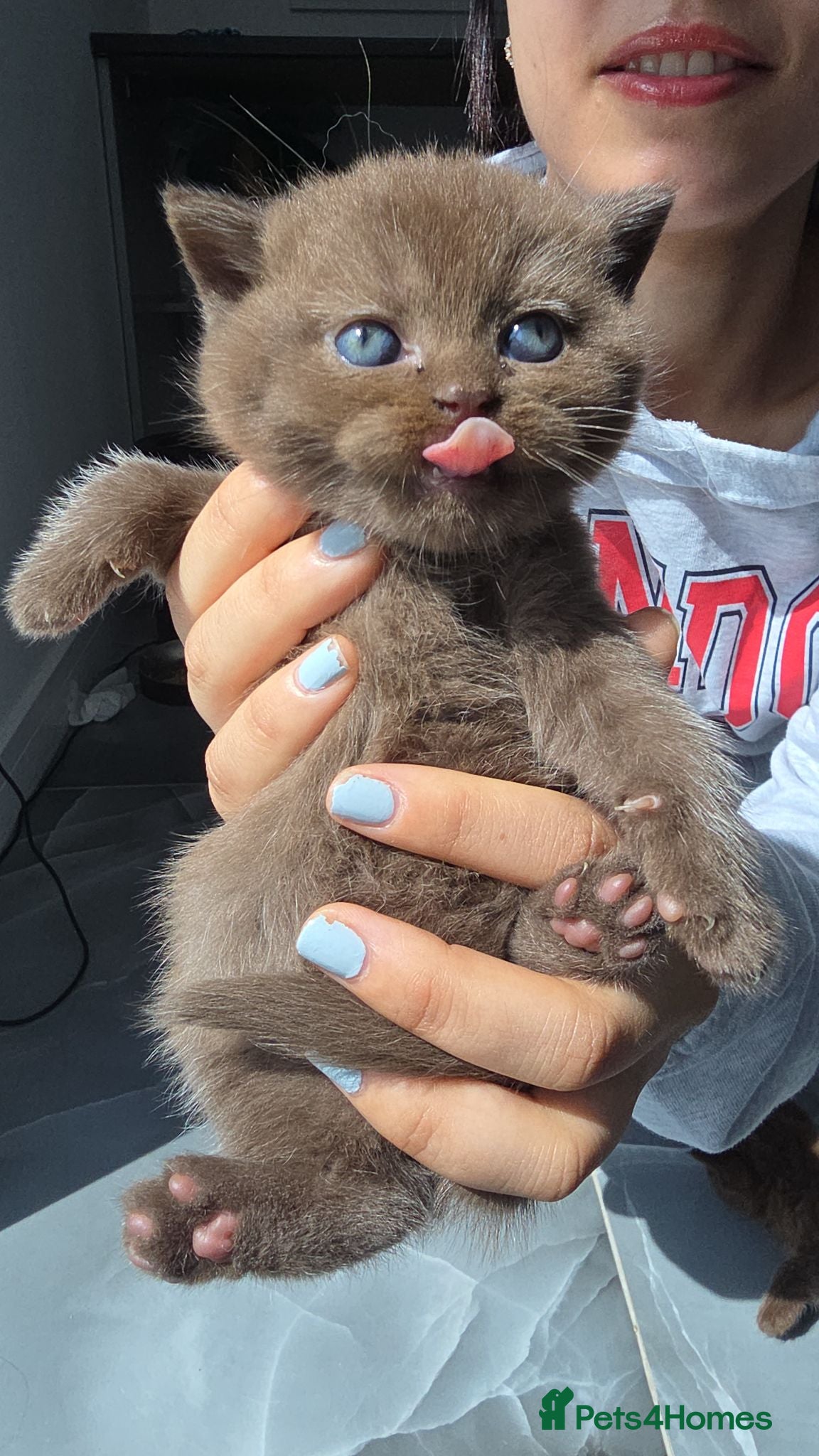 British Shorthair cats 1 left-female-Chocolate BSH kitten - Advert 12